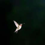 Hummingbird Summer