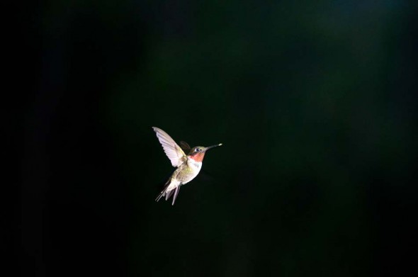 Humingbird-feeding-feeder