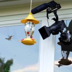 Hummingbird-feeder