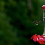 Hummingbird-looking-for-nectar