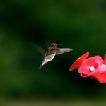 Hummingbird-nectar