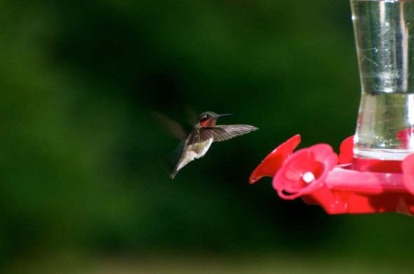 Hummingbird-nectar