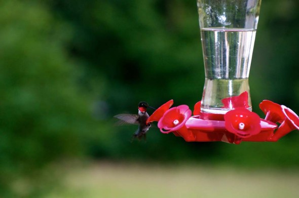 Hummingbird-nectar-feeding