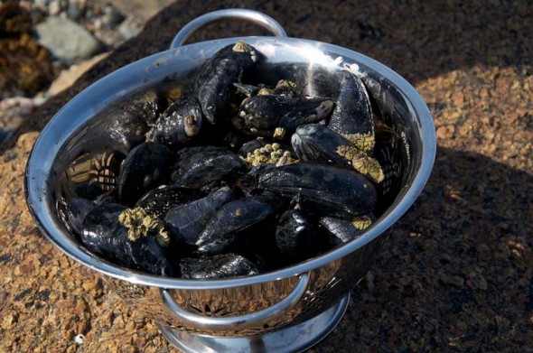 Brooklin-mussels